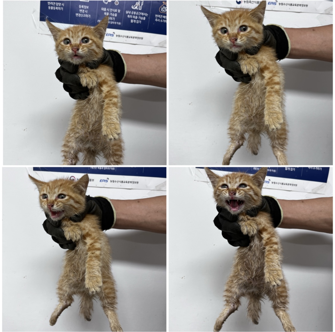 천안시유기동물보호소_444449202301925